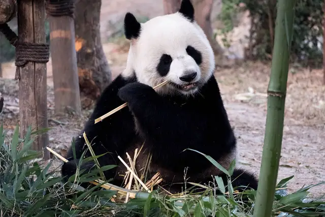 A giant panda sits among fresh bamboo leaves and chews a bamboo stalk at the Chengdu Research Base of Giant Panda Breeding.