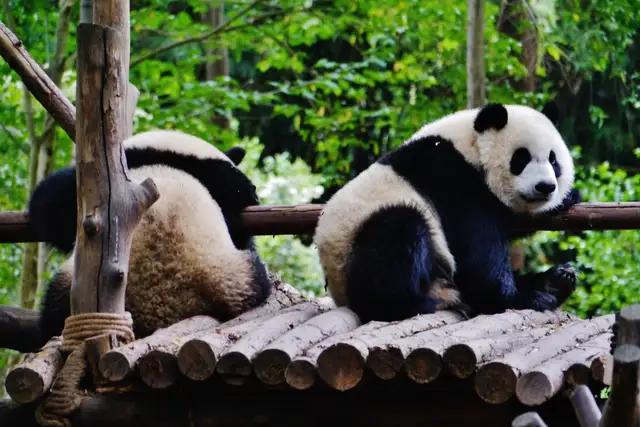 Two giant pandas rest on a log platform among green trees at the Chengdu Research Base of Giant Panda Breeding; the one on the right looks towards the camera.