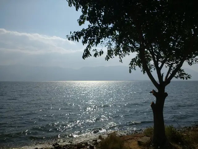 A tree in silhouette on the shore of Erhai Lake in Dali, with sunlight glittering on the water and mountains faint on the horizon.