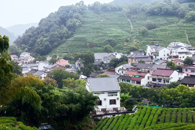 Terraced Longjing tea fields rising on a misty hillside above the white houses of a tea village near Hangzhou.